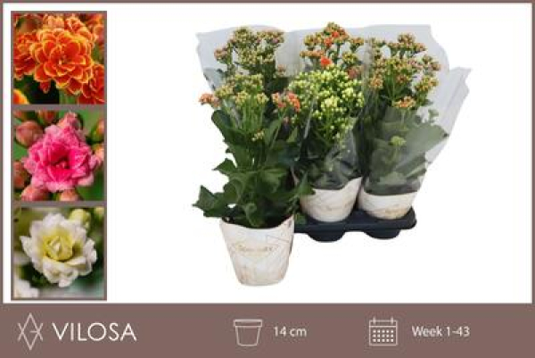 Kalanchoe "Sunny" Mix