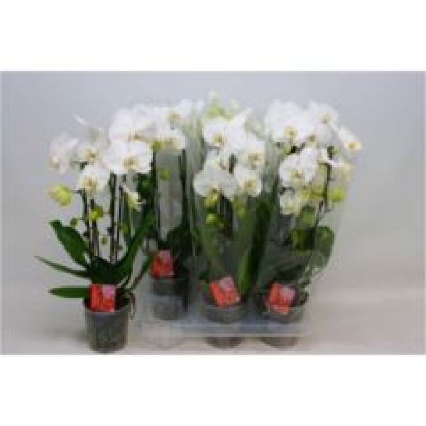 Phalaenopsis "Cascade" weiß