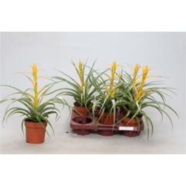 Tillandsia gelb