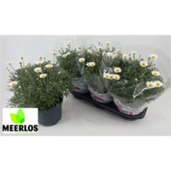 Argyranthemum weiß