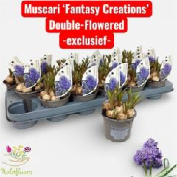 Muscari 'Fantasy Creation'