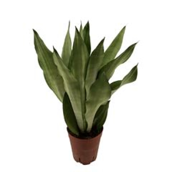 Sansevieria trifa. 'Moonshine'