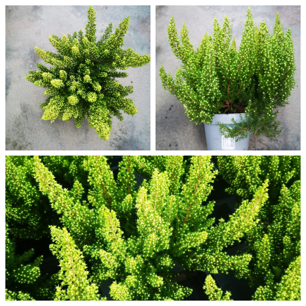 Erica arborea "Alpina"