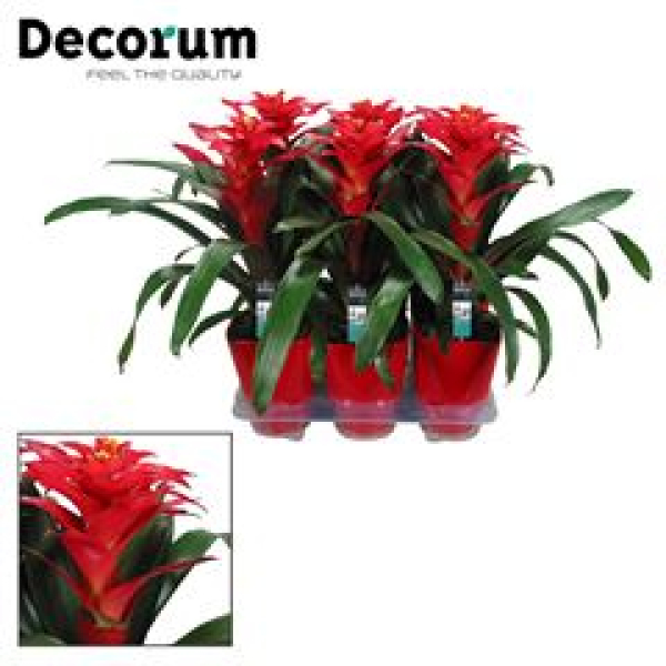 Guzmania 'Optima' im Keramiktopf