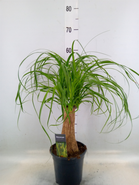 Beaucarnea recurvata