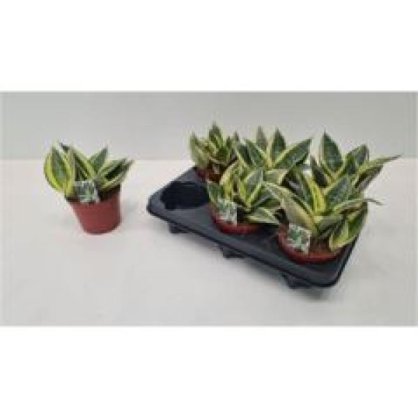 Sansevieria trifa. 'Hahnii'