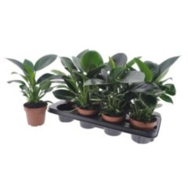 Philodendron 'Green Princess'