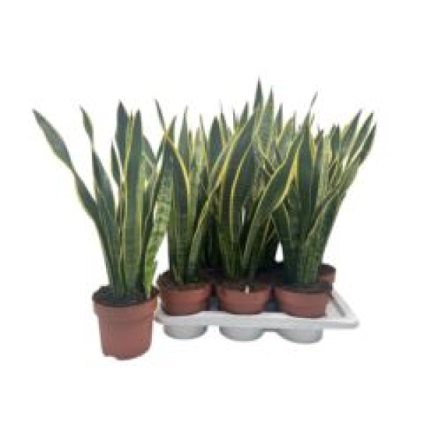 Sansevieria trifa. 'Laurentii'