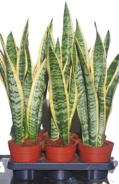 Sansevieria trifas. "Laurentii"