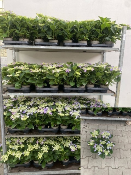 Hydrangea  macr. midi Teller blau
