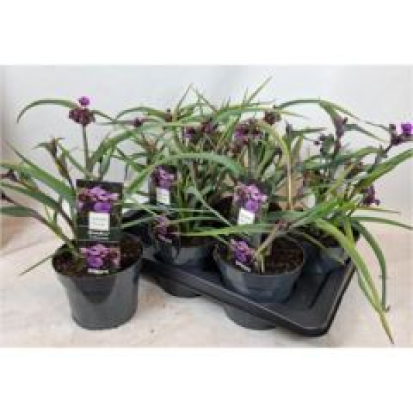 Tradescantia anders.