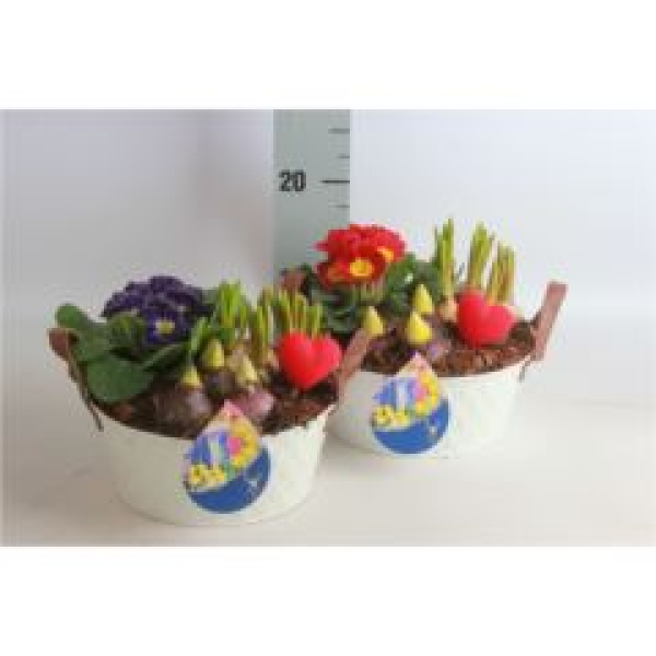 Frühlingsmix in Blechschale-weiß