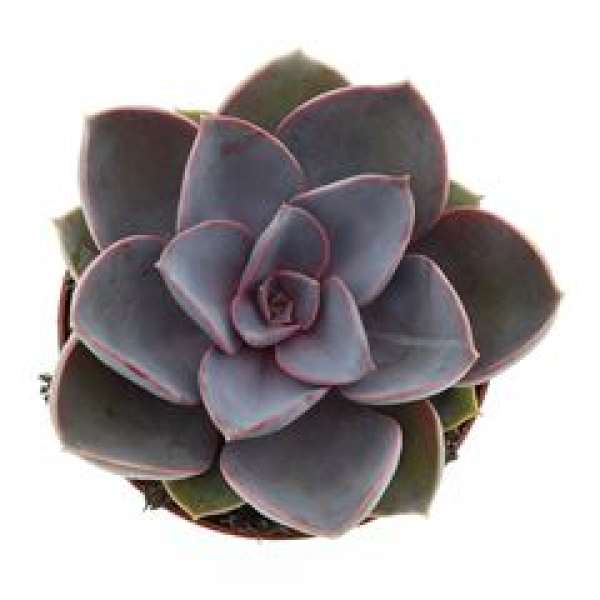 Echeveria 'Perle von Nurnberg'