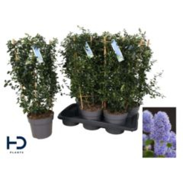 Ceanothus thyrsiflorus var. repens