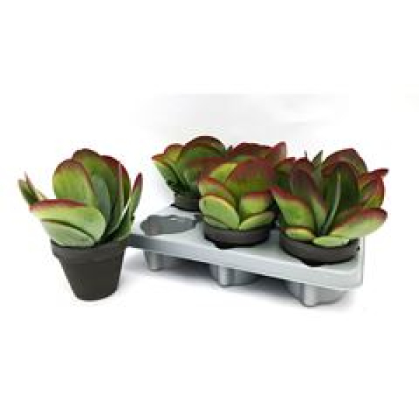 Kalanchoe thyrsiflora Tontopf