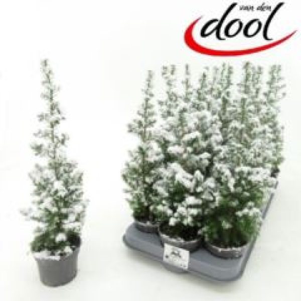 Chamaecyparis thyo. 'Top Point' beschneit