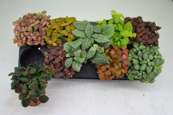 Fittonia Mix