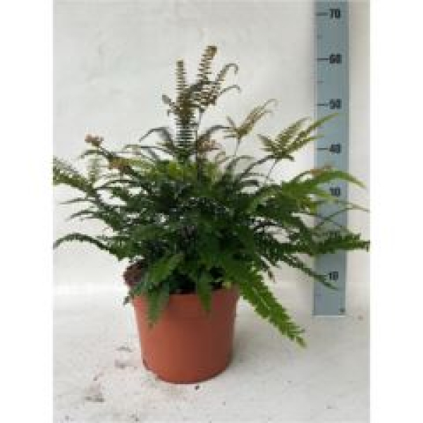 Adiantum hispi. 'Bronze Venus'