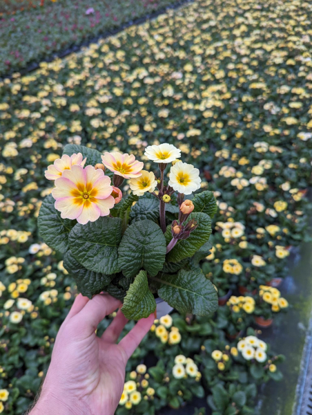 Primula elatior "Peach Melba"