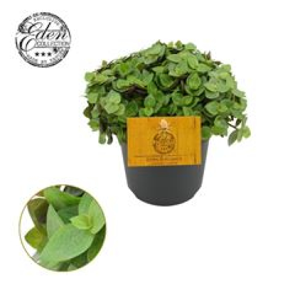 Callisia repens 'Turtle'