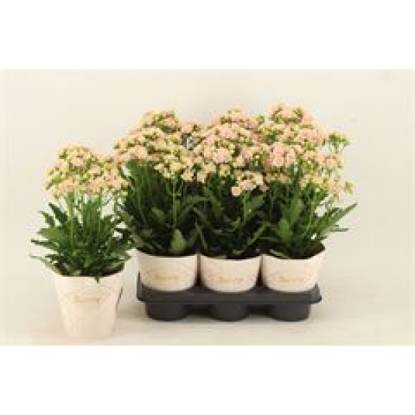 Kalanchoe "Sunny" rosa