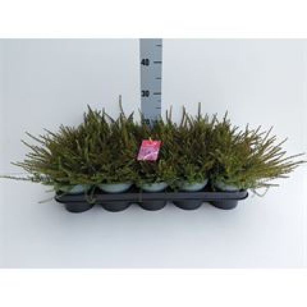 Erica darley. 'Kramer's Rote'