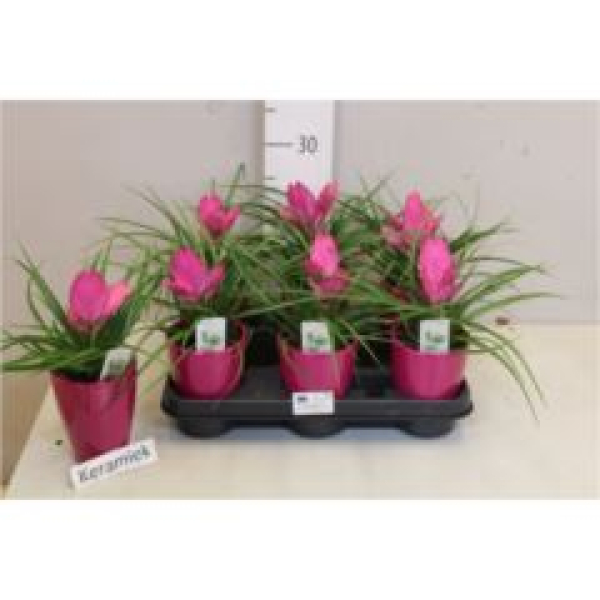Tillandsia cyanea mit Übertopf