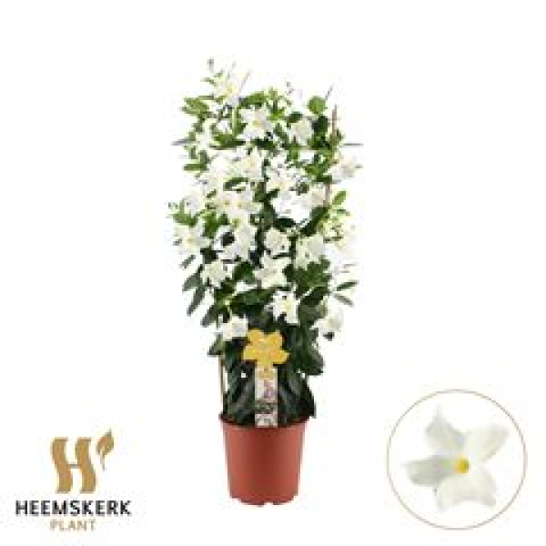 Mandevilla sand. 'White'