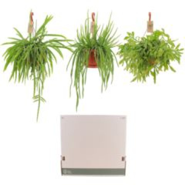 Rhipsalis Ampel gemischt