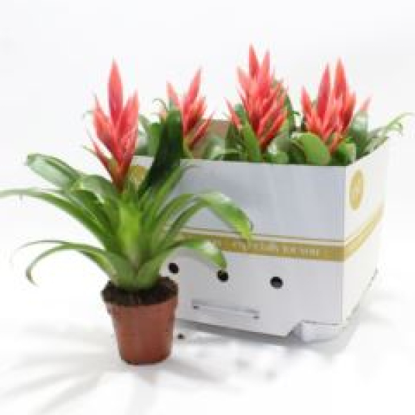 Tillandsia 'Ziva'