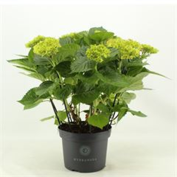 Hydrangea mac. Busch rot