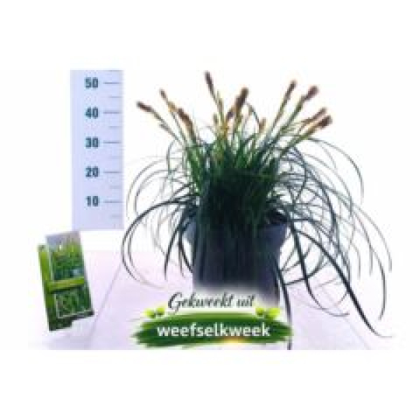 Carex oshimensis