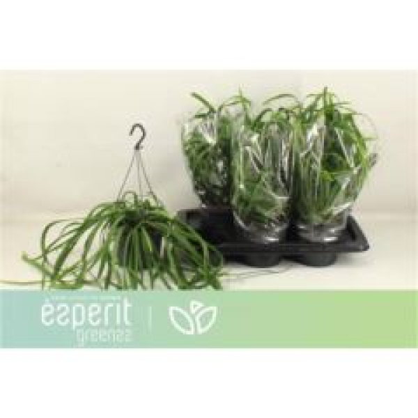 Lepismium bolivianum Ampel