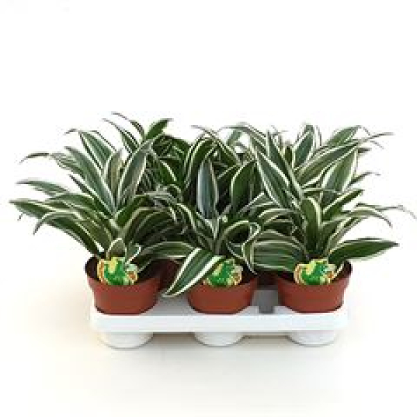 Dracaena frag.  'White Jewel'