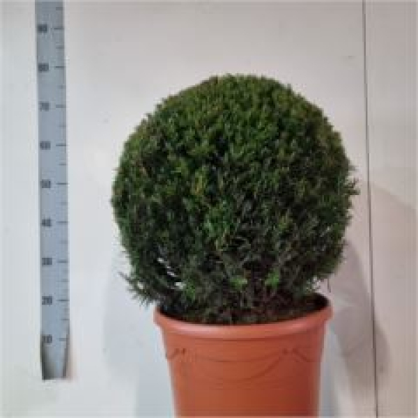 Taxus media Kugel