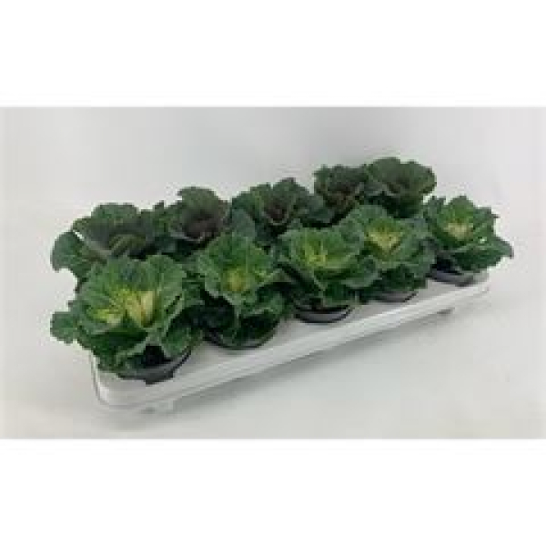 Brassica oler. mix glatt