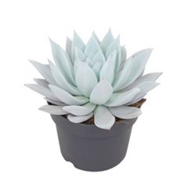 Echeveria 'Mexican Giant'