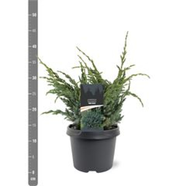 Juniperus squamata 'Meyeri'