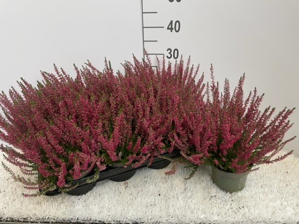 Calluna 'Beauty Ladies' rot