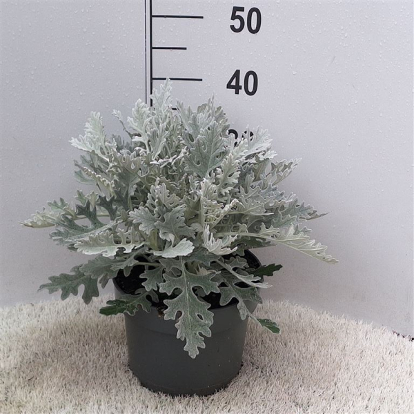 Senecio grey