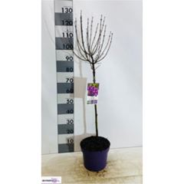 Syringa meyeri 'Palibin'