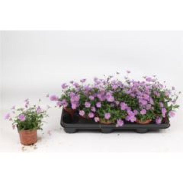 Brachyscome 'Brasco Violet'