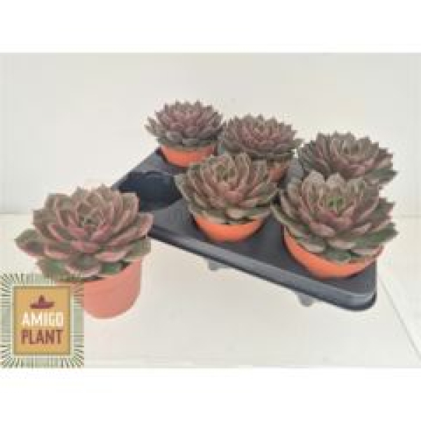 Echeveria 'Rosetta Mariposa'
