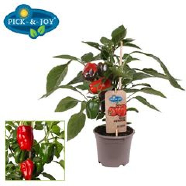 Capsicum annuum -Paprika PICK-&-JOY®