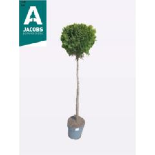 Thuja occid. 'Smaragd'