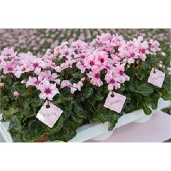 Cyclamen 'Illusia'