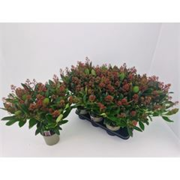 Skimmia jap. 'Rubella'