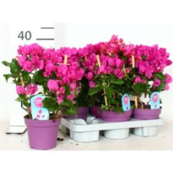 Bougainvillea Spalier