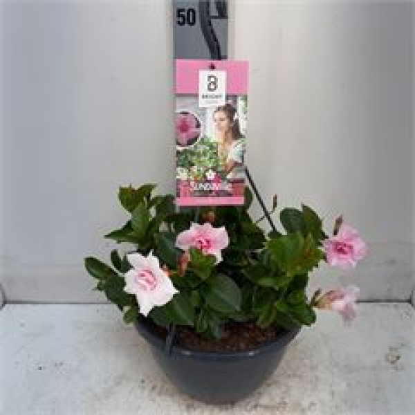 Mandevilla Ampel rosa