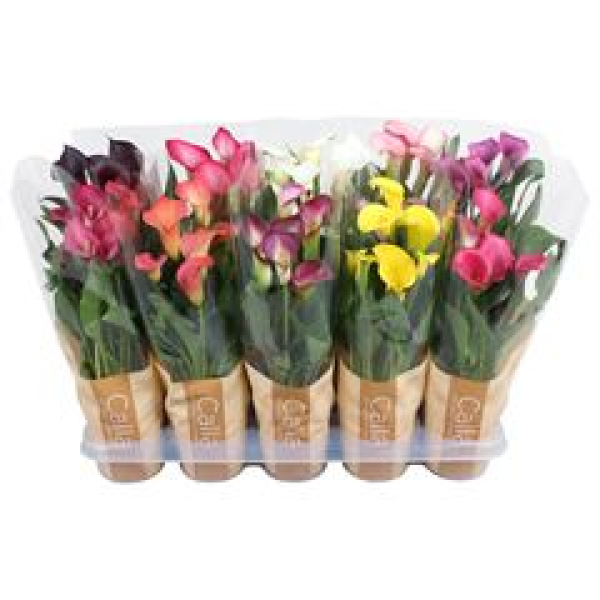 Calla Mix